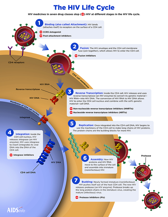 hiv ciclo medicinali