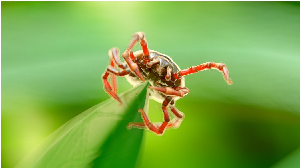 malattia di lyme