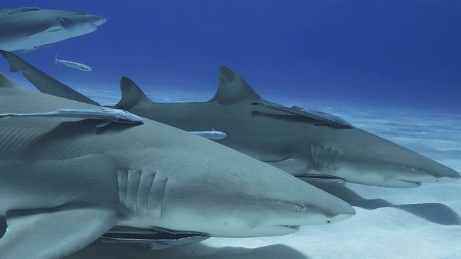 Gli squali in Italia sono pericolosi o in pericolo?