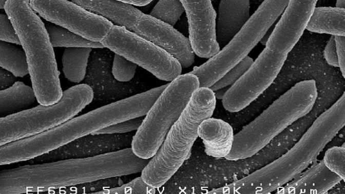 Cos’è l’infezione da Escherichia coli e quando può essere pericolosa