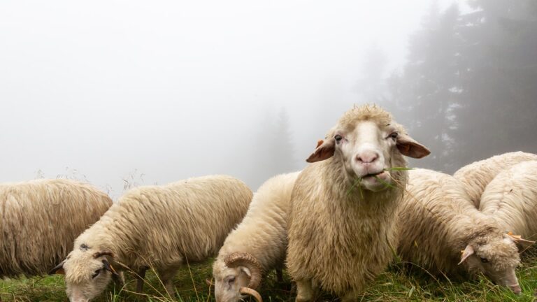 Pecore che si muovono in cerchio: la scienza si interroga