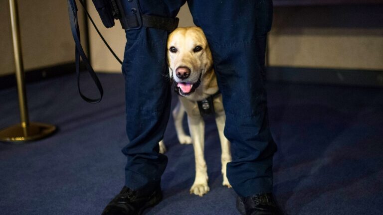 Cani anti-bomba, negli Stati Uniti stanno sparendo