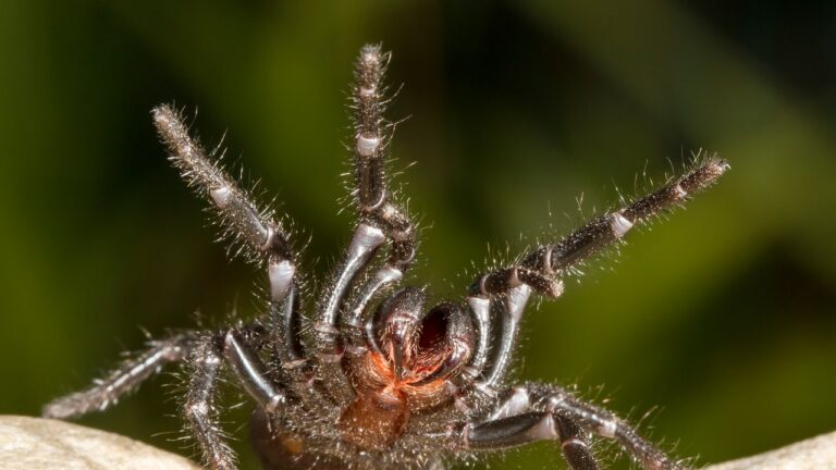 Il ragno più pericoloso al mondo cambia veleno a seconda dell'umore