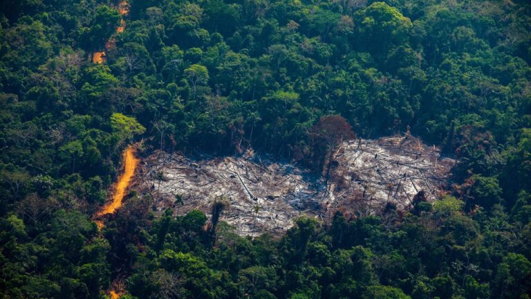 Amazzonia, il piano per salvarla