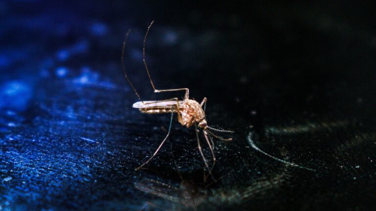 Stati Uniti: nel paese è tornata la malaria e gli studiosi vogliono capire perché